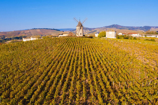 The 10 Crus of Beaujolais, Ranked