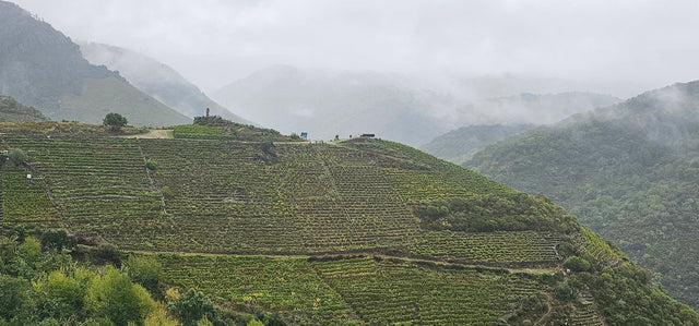 A Journey Through Ribeira Sacra