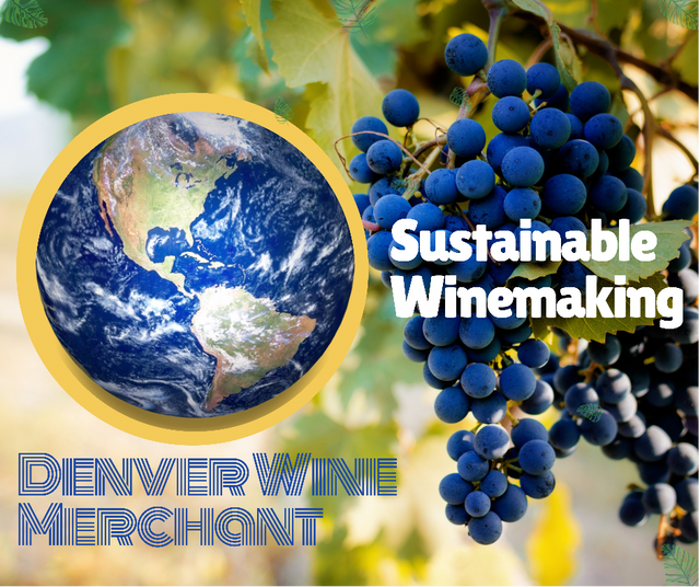 Understanding and Buying Sustainable Wine
