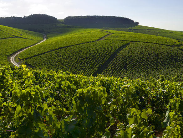 Burgundy Club: May 2025