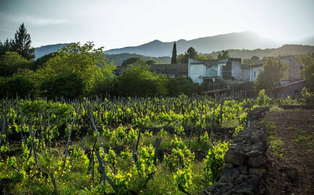 Understanding Etna Wine in 3 Minutes