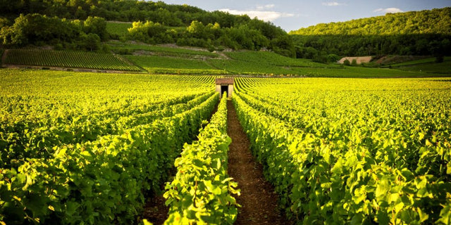 Burgundy Club: August 2025