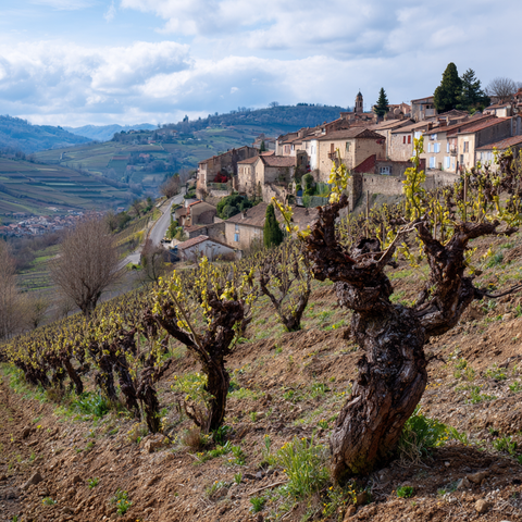 Beaujolais